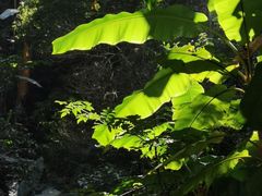 -西双版纳原始森林公园