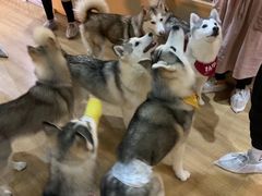 -Husky Go! 哈士奇体验馆·宠物咖啡厅狗咖