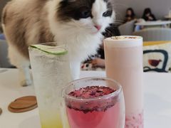 -喵喵咪呀布偶猫咖(春熙路店)