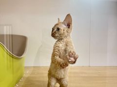 -青奢宠物·青奢猫舍