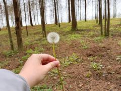 -合肥滨湖国家森林公园