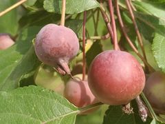 -武清南湖绿博园