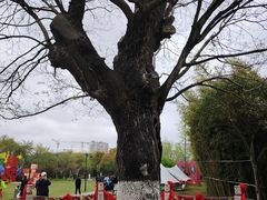 -东台西溪天仙缘景区