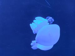 -瑞普利水族馆