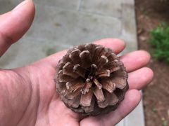 -铁山坪森林公园