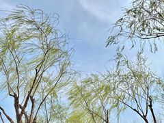 -西青郊野公园