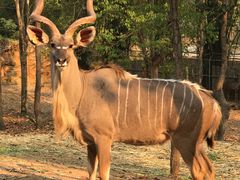 -清迈夜间动物园