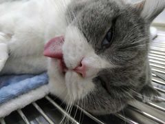 -瑞派康怡24h宠物医院·犬猫医疗中心·微创绝育(瑞景分院)