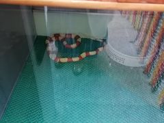 -上海大自然野生昆虫馆(东方明珠·爬宠昆虫探索中心)