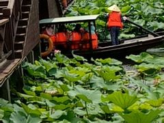 -荷塘月色湿地公园·向阳花洲