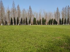 -合肥滨湖国家森林公园