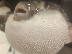 -鲐赏河豚(长寿店)