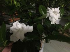 -肯德基(龙之梦购物中心店)