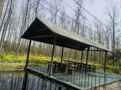 -合肥滨湖国家森林公园