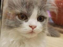 -屋虎猫馆(宝安大仟里店)