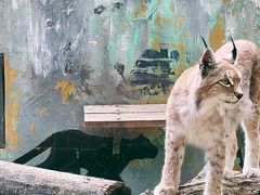 -青藏高原野生动物园