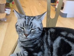 -猫咪派对(江南西店)