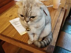 -李小姐の猫咖啡馆(五角场店)