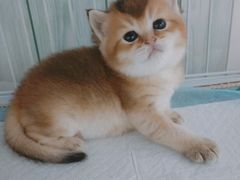 -爱宠屋pet shop·宠物洗澡·宠物美容