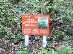 -朱雀国家森林公园