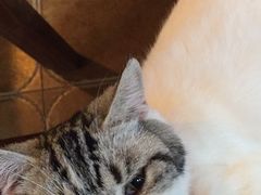 -李小姐の猫咖啡馆(五角场店)