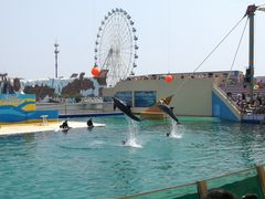 -秦皇岛乐岛海洋王国