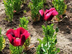 -国家植物园南园