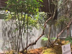 -森SPA·泰式按摩·精油Massage(宝安中心店)
