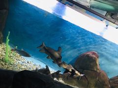 -苏州海洋馆