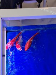 -孩子王童乐园(洛阳万达店)