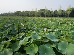 -嘉北郊野公园