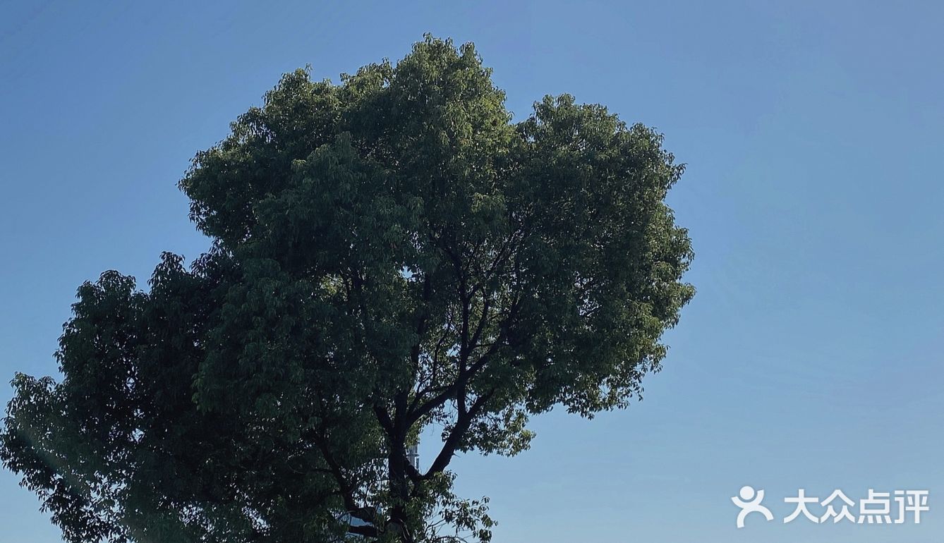 无锡最孤独的树🌲