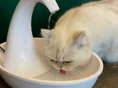 -喵屿·大理花园猫咖