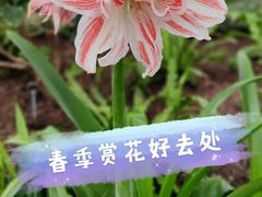 -上海辰山植物园