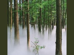 -东湖落雁景区