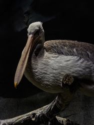 -Zoolung Zoolung动物主题公园(海信广场店)