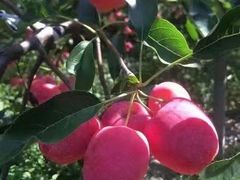 -庆岭迎宾园正宗活鱼馆