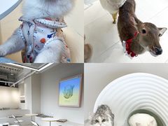 -怪兽屋·羊驼·猫咖·狗咖(俊华广场店)