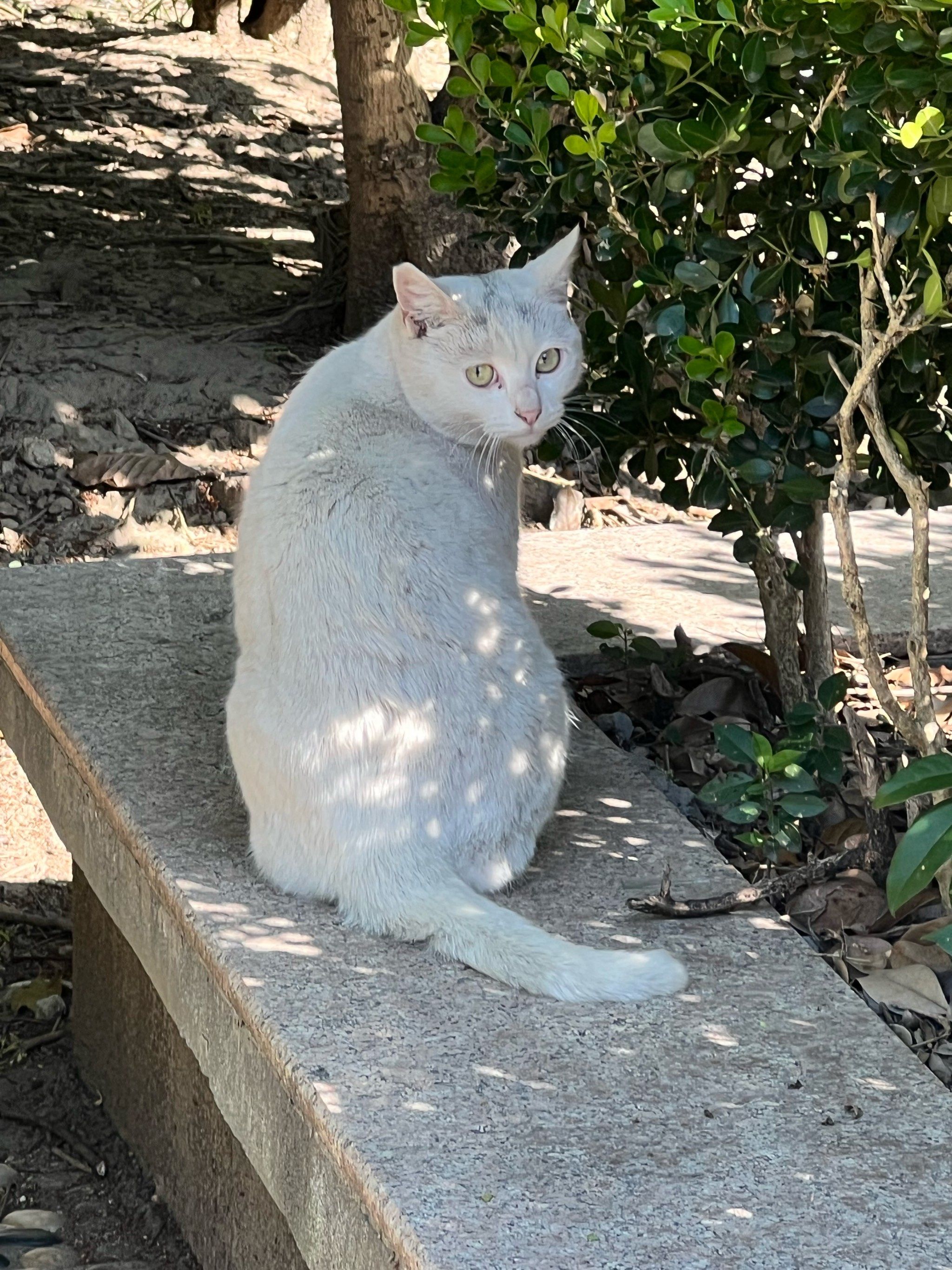 小区的白猫们关爱白猫猫猫中的弱者