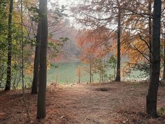 -上海海湾国家森林公园