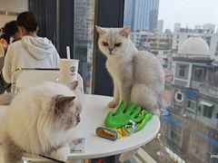 -怪兽屋·羊驼·猫咖·狗咖(俊华广场店)