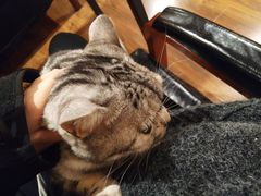 -猫友咖啡店(玉林西路店)