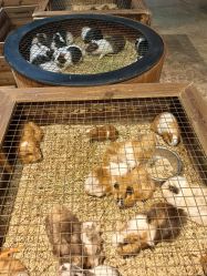 -酷嗒动物文化乐园(cutezoo西溪乐天城店)