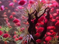 -芽庄珍珠岛游乐园
