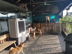 -柴犬高等学院·狗咖·柴犬售卖·宠物训练