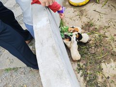 -菊园百果园