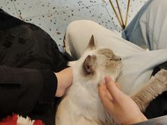 -喵喵咪呀布偶猫咖(春熙路店)