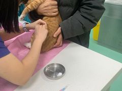 -北京观赏动物医院·24小时大型综合·猫专科·异宠专科
