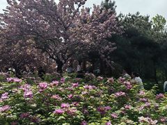 -洛阳市隋唐城遗址植物园