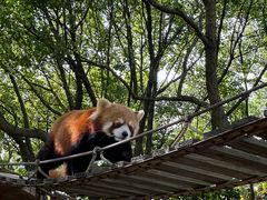 -上海野生动物园